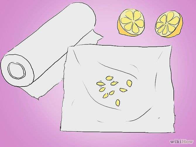 How to Grow Lemon Tree from Seed at Home: 7 Simple Steps 6 77db5edd6f49dae69a8d46a1df76358a