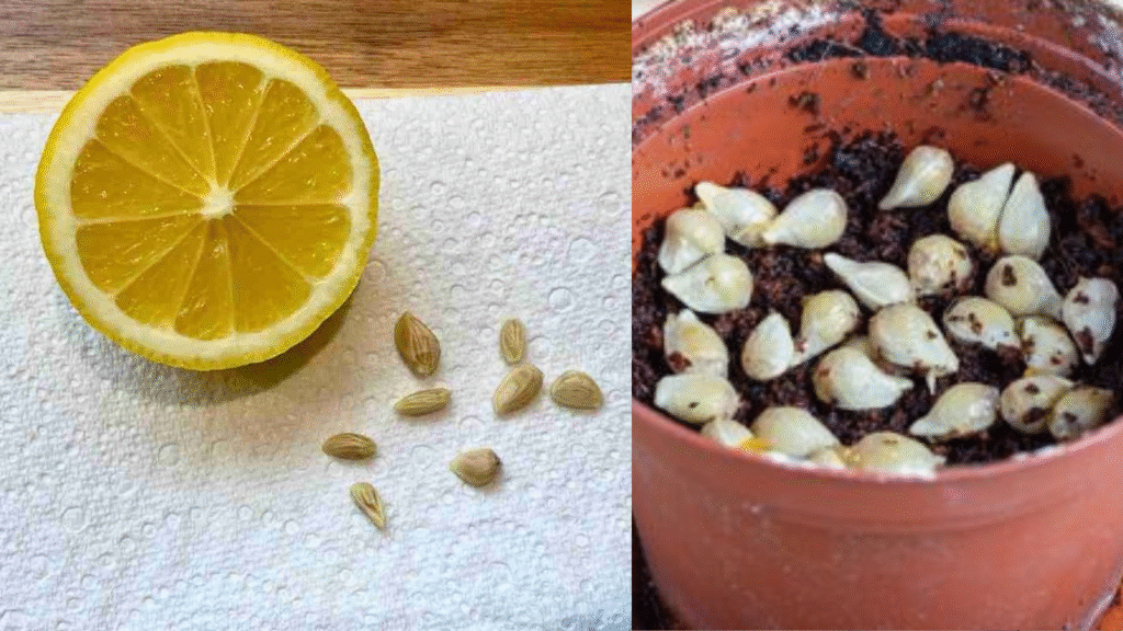 How to Grow Lemon Tree from Seed at Home: 7 Simple Steps 4 Choosing the Right Lemon Variety for Seed Propagation
