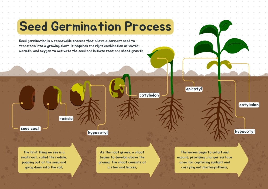 Seed Germination How to Start Your Garden Right 7 Seed Germination Process Science Educational Poster in Brown and Yellow Illustrative Style