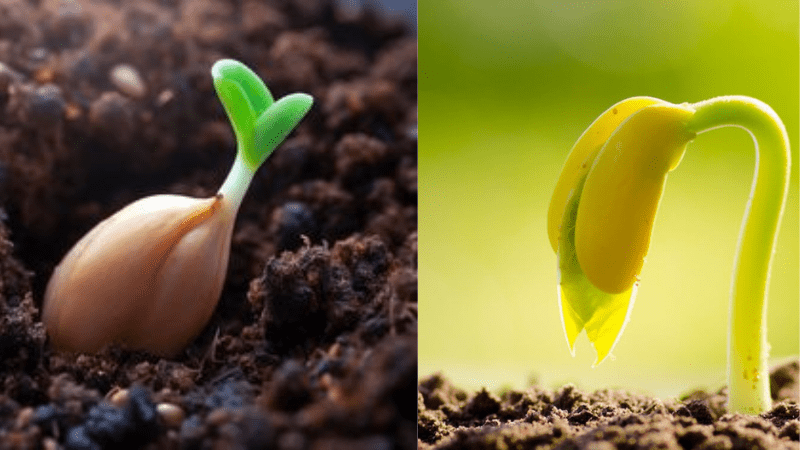 Seed Germination How to Start Your Garden Right 2 Seed Germination How to Start Your Garden Right