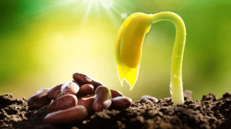 Seed Germination How to Start Your Garden Right 3 Seed Germination How to Start Your Garden Right
