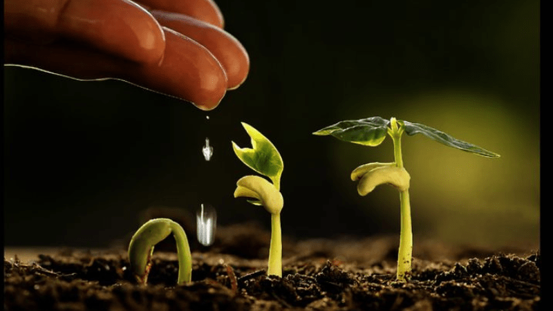 Seed Germination How to Start Your Garden Right 4 Seed Germination How to Start Your Garden Right
