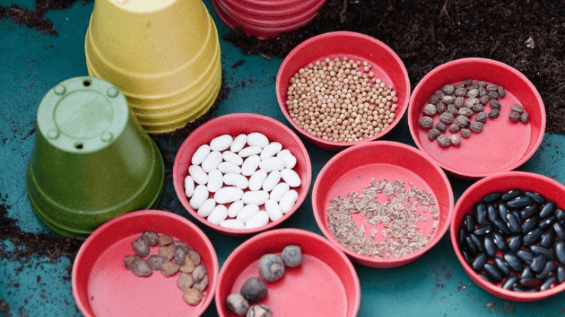 Seed Germination How to Start Your Garden Right 5 Seed Germination How to Start Your Garden Right