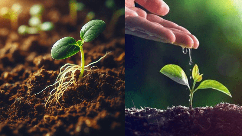 Seed Germination How to Start Your Garden Right 6 Untitled design 15