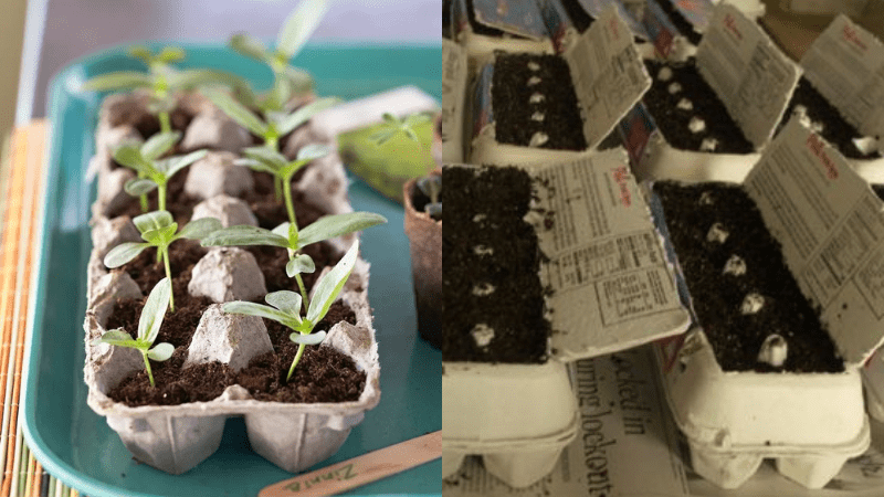 Seed Germination How to Start Your Garden Right 8 Untitled design 16