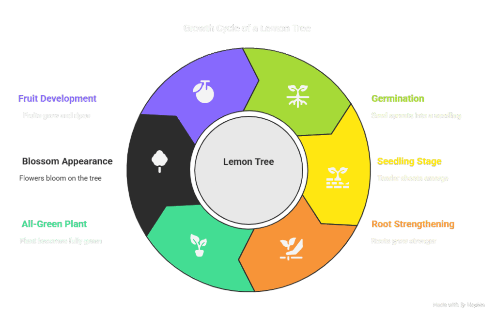 How to Grow Lemon Tree from Seed at Home: 7 Simple Steps 3 visual selection 9