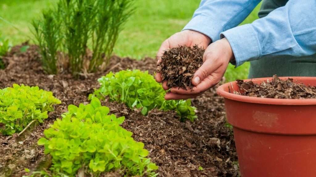How to Keep Bugs Out of Garden: Natural Solutions That Actually Work 2 How to Keep Bugs Out of Garden