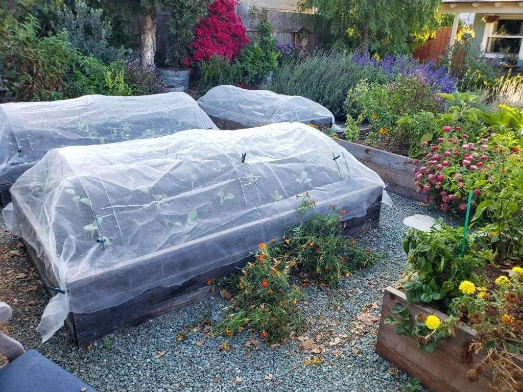 How to Keep Bugs Out of Garden: Natural Solutions That Actually Work 4 How to Keep Bugs Out of Garden