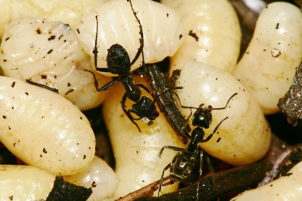 How to Keep Bugs Out of Garden: Natural Solutions That Actually Work 5 How to Keep Bugs Out of Garden
